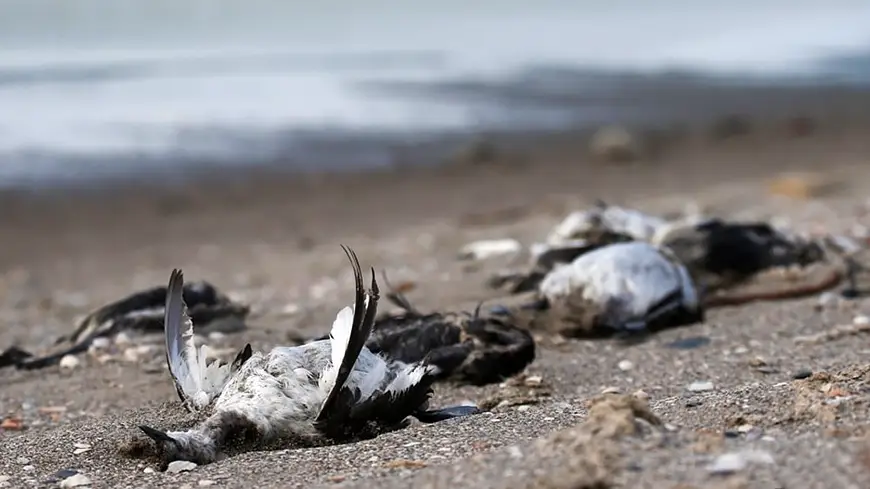 Mass death of birds in the Kherson region in 2021