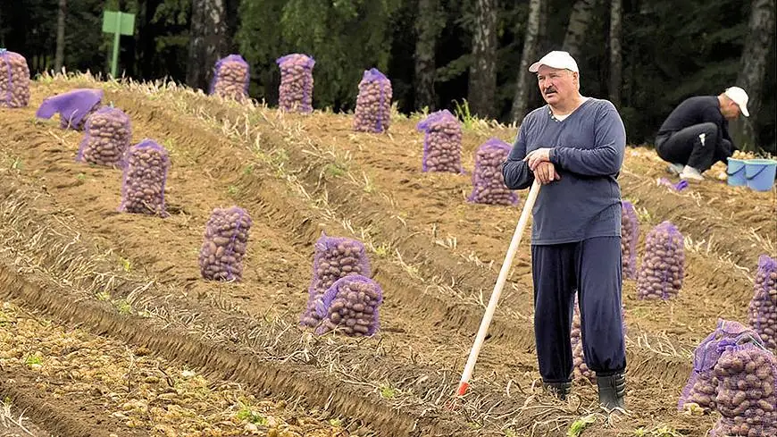 Александр Лукашенко на картофельном поле