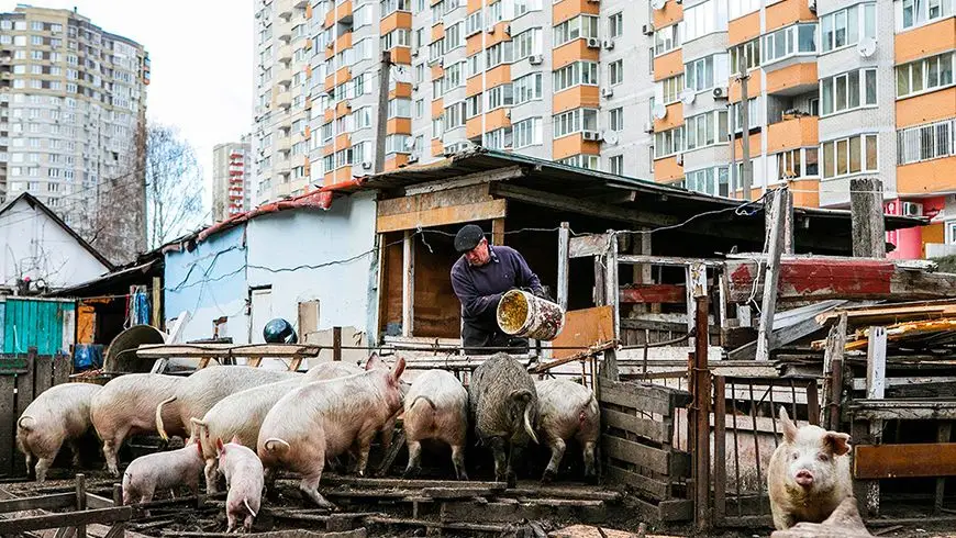 Ukrainians and pigs